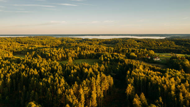 View of forest trees and road in nature from above landscape in Sweden drone image sunset stock photo