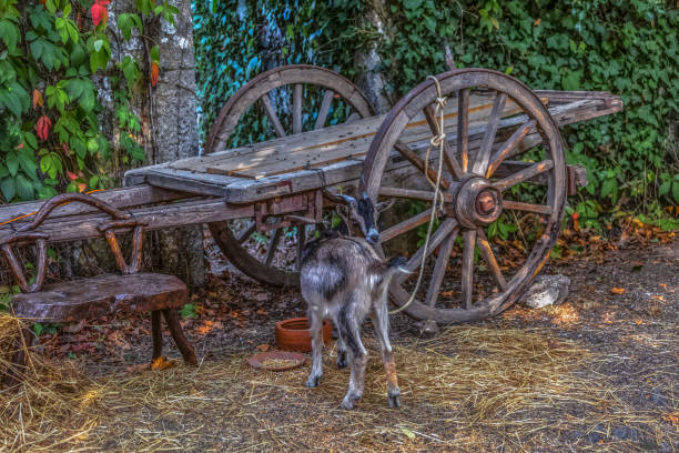 View of goat attached to a traditional wooden wagon, on display at the medieval fair stock photo