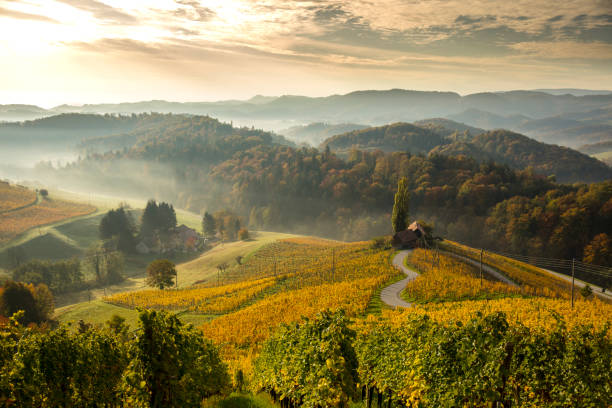 View of green mountains.  Heart among Vineyards Scenic view of green mountains at dawn slovenia stock pictures, royalty-free photos & images