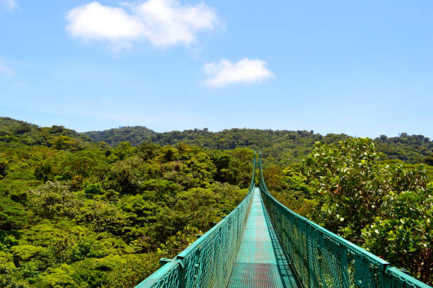 View of Horizon From Cloud Forest Canopy Bridge, Monteverde, Costa Rica Bright blue sky over green cloud forest canopy from the canopy bridge walk at selvatura gardens, Monteverde, Costa Rica monteverde stock pictures, royalty-free photos & images