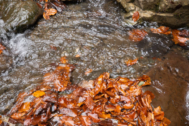 Photo of view of leafs in water stream