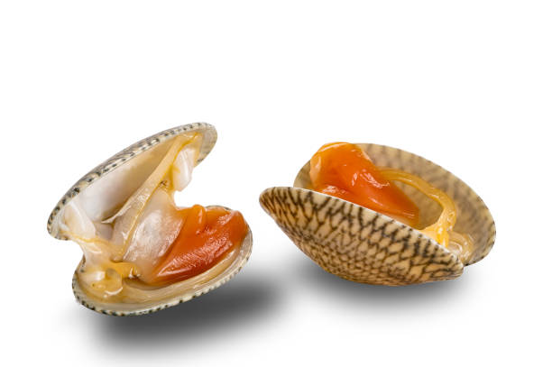View of opened clams on white background. stock photo