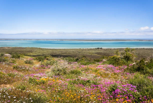 View of pink and white wild flowers with ocean in background stock photo
