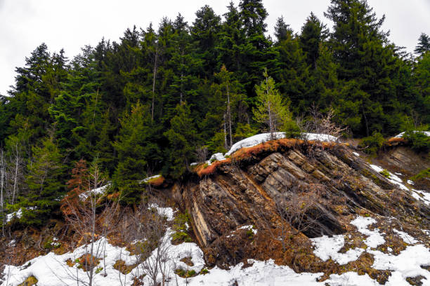 View of rocks with trees, moss and snow. stock photo