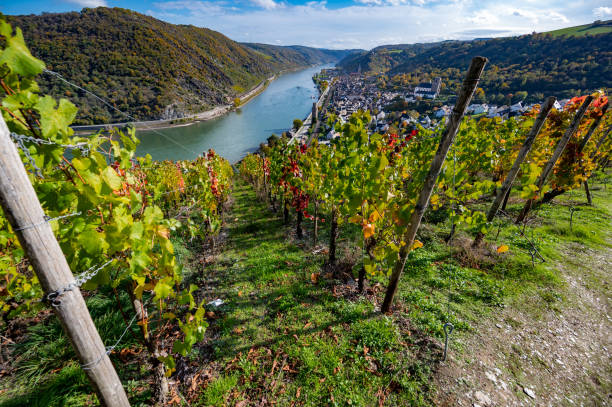 View of Romantic Rhine through vineyards in autumn from Boppard, Germany stock photo