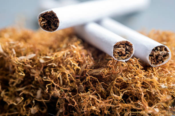 https://media.istockphoto.com/photos/view-of-the-cigarettes-and-tobacco-stack-the-tobacco-plant-is-part-of-picture-id1133345196?k=6&m=1133345196&s=612x612&w=0&h=J6KC-uVhup4gjQGqOfBZUCFt4qNlkU5W4N8PSDYxwko=