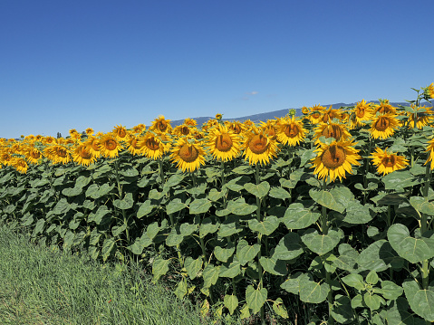 slightly lateral view of the edge of the field and the sunflowers, in the background the blue summer sky. Near the city of Biel Bienne, canton of Bern, Switzerland