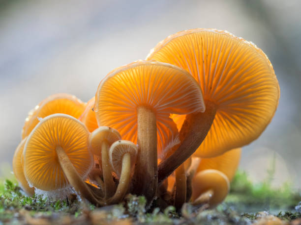 widok oświetlonych listew żółtych grzybów. - wald zdjęcia i obrazy z banku zdjęć