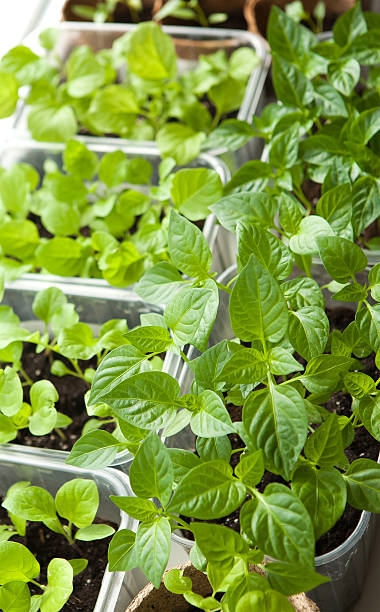 View of the many pots with seedlings stock photo
