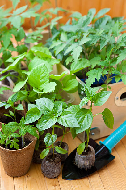 View of the many pots with seedlings stock photo