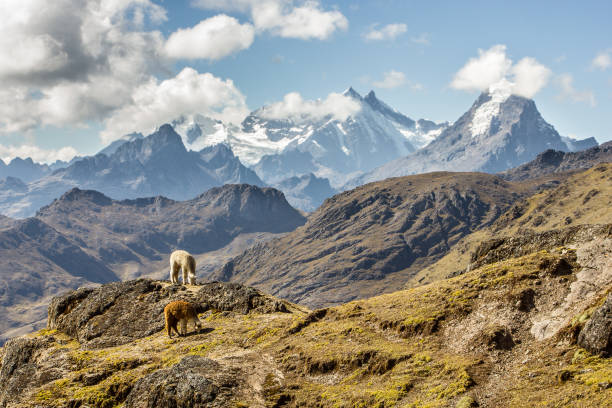 A view of the Peruvian Andes A view of the Andes and alpaca gazing in Lares region andes stock pictures, royalty-free photos & images