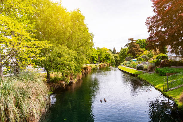 view of the river in christchurch botanic garden. - chalana imagens e fotografias de stock
