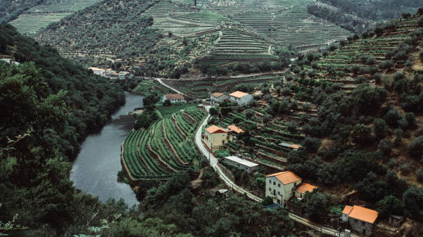 View of the vineyards are on a hills of the Douro Valley, Portugal. stock photo