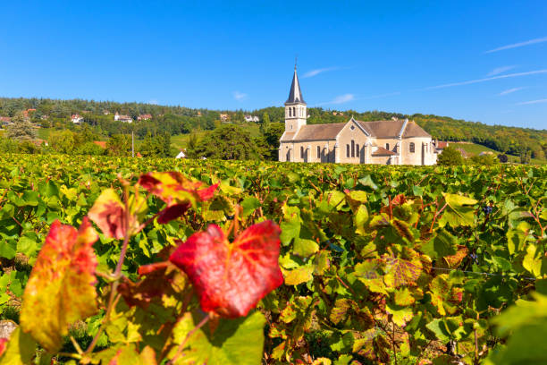 View of vineyards, in Burgundy, France stock photo