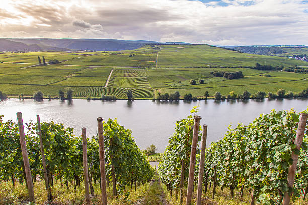 view on Moselle and vineyards  in Germany Piesport stock photo