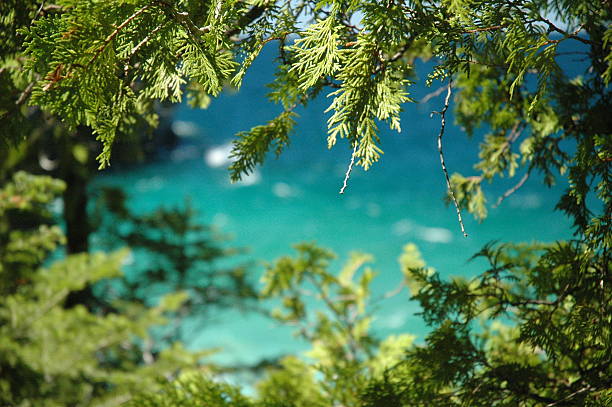 View on the lake Close up on trees with blue Water backdrops bruce springsteen stock pictures, royalty-free photos & images