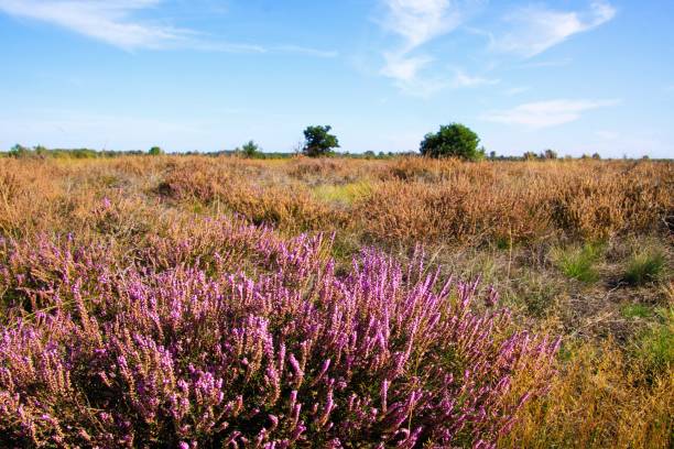 View over heather purple erica flower bush on dry endless heath  landscape - Strabrechtse Heide near Eindhoven, Netherlands View over heather purple erica flower bush on dry endless heath  landscape moor photos stock pictures, royalty-free photos & images