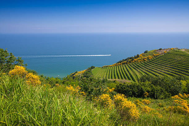View over hills and vineyards towards the coastline in Italy Panorama towards the Mediterranean Sea in the Province of Pesaro emilia romagna stock pictures, royalty-free photos & images