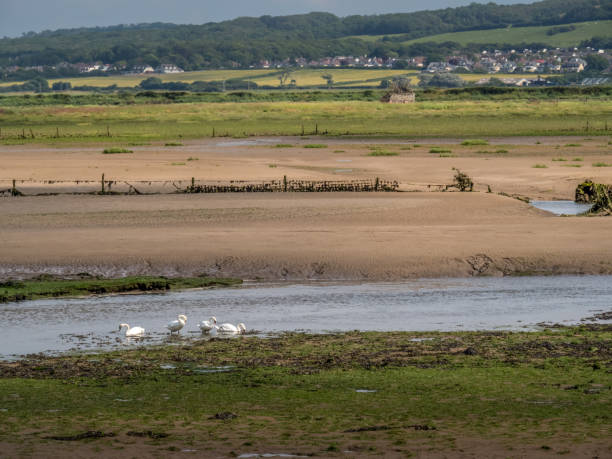 View over Horsey Island, Braunton Marsh, Devon, UK at low tide, photo taken from South West Coastal Path. Landscape view over Horsey Island, Braunton Marsh, Devon, UK at low tide, photo taken from South West Coastal Path. With swans. braunton stock pictures, royalty-free photos & images