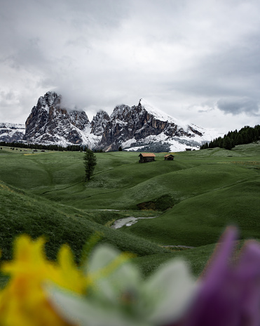 View over the Alpe di Siusi/Seiser Alm to the mountains Langkofel/Sassolungo and Plattkofel/Sassopiatto in a contrast of summer and winter. Framed by a beautiful flower edge, the picture shows the wonderful expanse and beauty of the Dolomites.