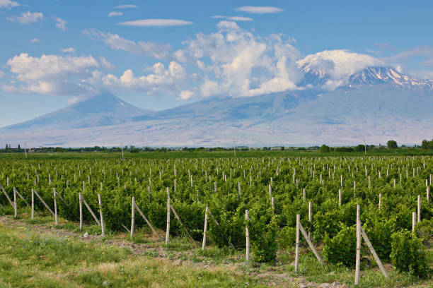 uitzicht over de wijngaarden en twee toppen van de berg ararat in turkije, armenië - armenia stockfoto's en -beelden