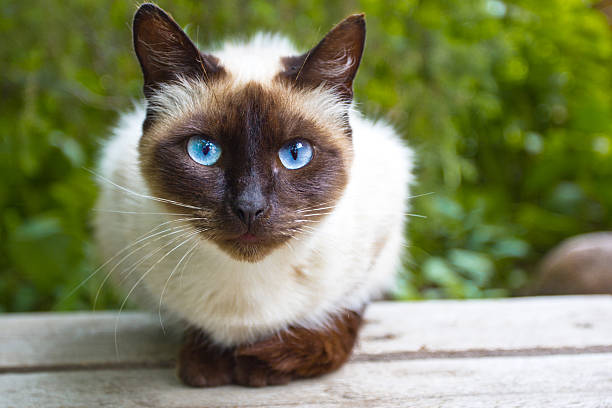 View Siamese Cat Siamese cat warily watching, sitting on a wooden bench animal whisker stock pictures, royalty-free photos & images