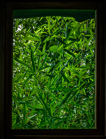 View through mesh window of green bamboo plants growing outside