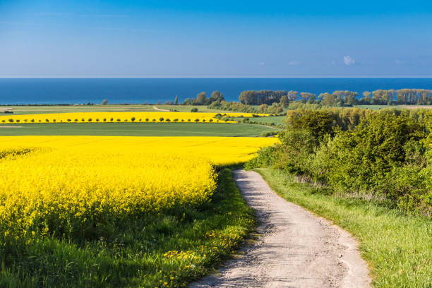 View to the Baltic Sea with canola field stock photo