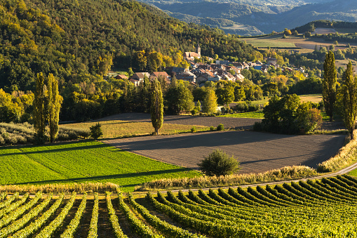 Valserres village and vineyards in Autumn. Hautes-Alpes, Alps, France