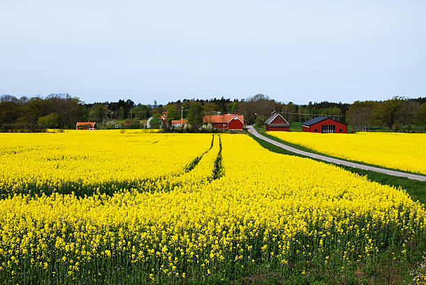 Village with red barns at spring stock photo