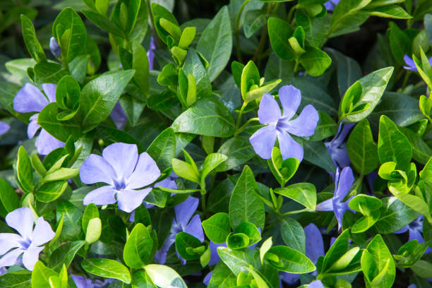 Vinca minor (common names lesser periwinkle, dwarf periwinkle, small periwinkle, common periwinkle) is a species of flowering plant native to central and southern Europe. stock photo