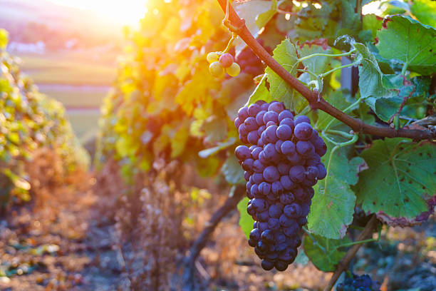 Vine grapes in champagne region in autumn harvest stock photo