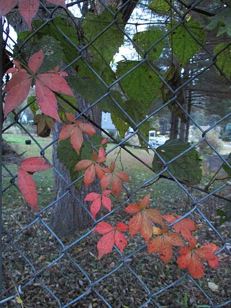 Vine Growing on a Wire Fence in the Fall stock photo