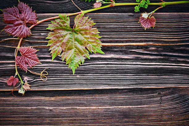 A vine leaves shot from above on a dark rustic wooden background. Copy space. Wine design template. stock photo
