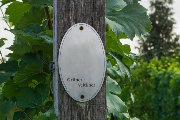 Vine plants and a sign "Grüner Veltliner" on a vineyard stock photo