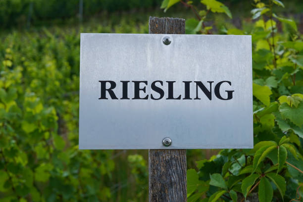Vine plants and a sign "Riesling" on a vineyard stock photo