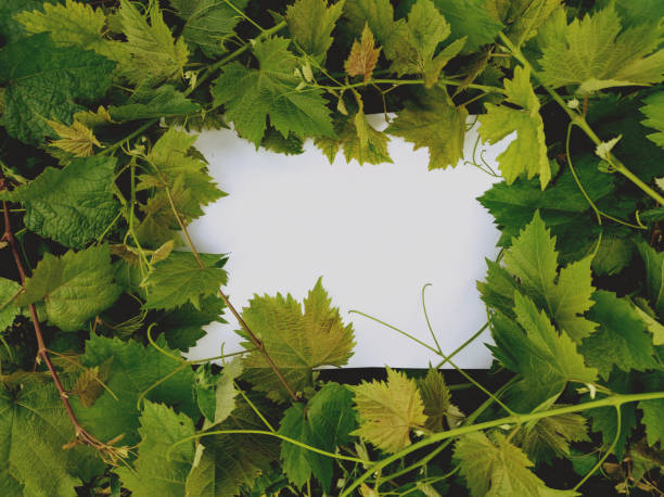 A vine with leaves around a blank message paper stock photo