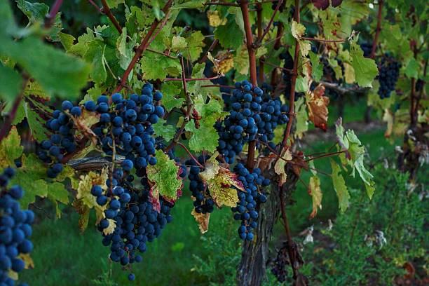 Vines Heavy with Grapes at Harvest stock photo