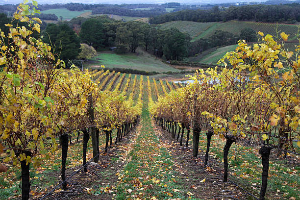 Vines in the Adelaide Hills stock photo