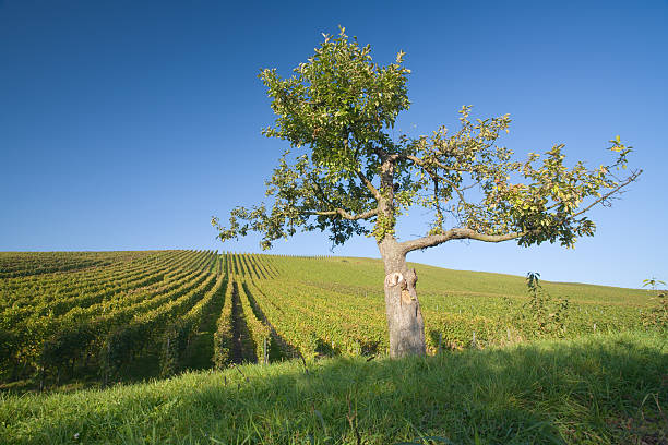 vineyard and apple tree stock photo