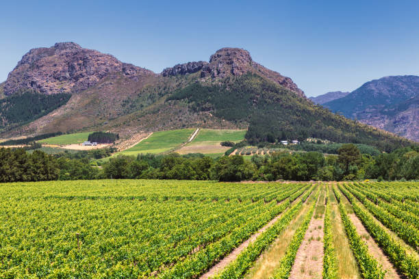 Vineyard and the mountains in Franschhoek town in South Africa stock photo