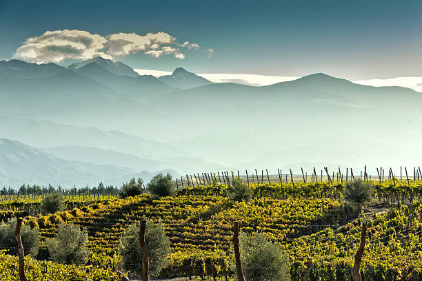 vineyard at foot of the andes - argentinië stockfoto's en -beelden