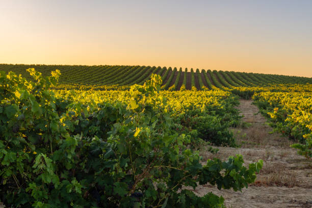 Vineyard at Rioja Alavesa, Basque Country, Spain stock photo