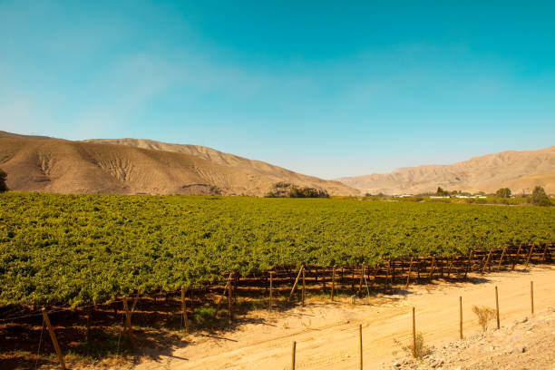 Vineyard crops in the middle of the desert stock photo