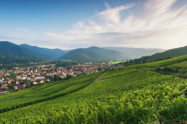 Vineyard during sunset (alsage) vineyard just before the sunset on a nice summer evening. In the valley you see the small village Wihr-au-val. alsace stock pictures, royalty-free photos & images