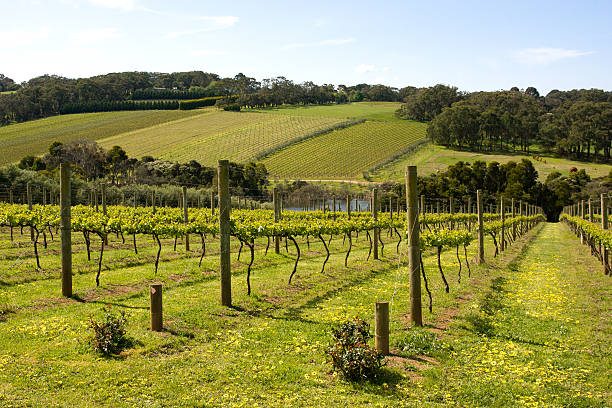 Vineyard field in summertime  stock photo