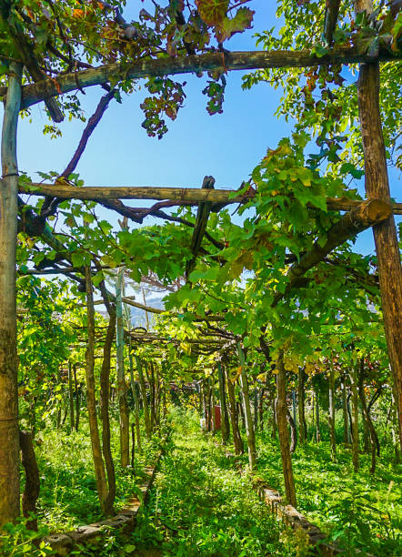 A Vineyard Grove of Ravello, Italy stock photo