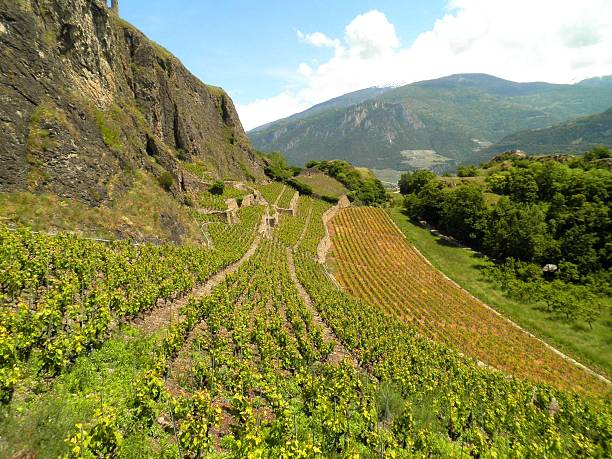 Vineyard Hill Beautiful view of a vineyard hill in Sion, Switzerland. valais canton stock pictures, royalty-free photos & images