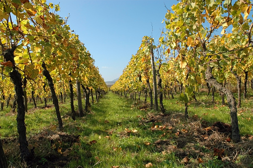 In autumn (fall) the yellow, red and browns of the vineyards in Alsace are a feast to the eye. In particular the surroundings of Ribeauville, Riquewihr and Colmar are spectacular.