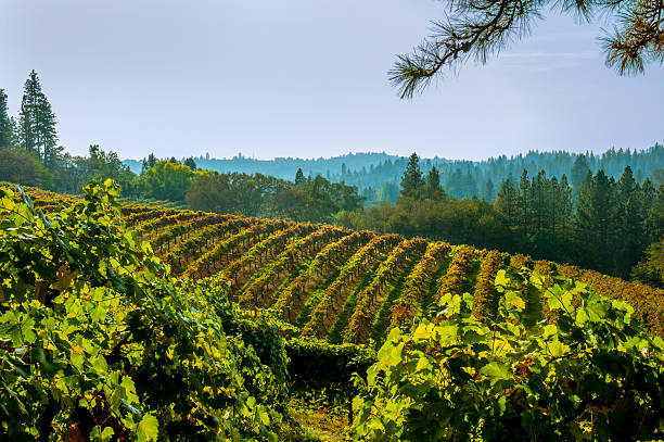 Vineyard in Autumn,  El Dorado County, California stock photo